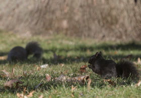 two black squirrels in front of tree.