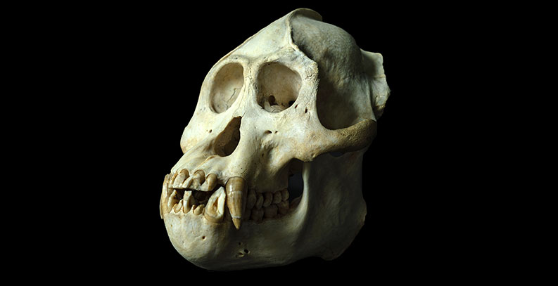 Antique orangutan skull from the Osteological Collection.