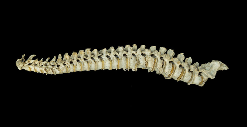Antique spine from Osteological Collection.
