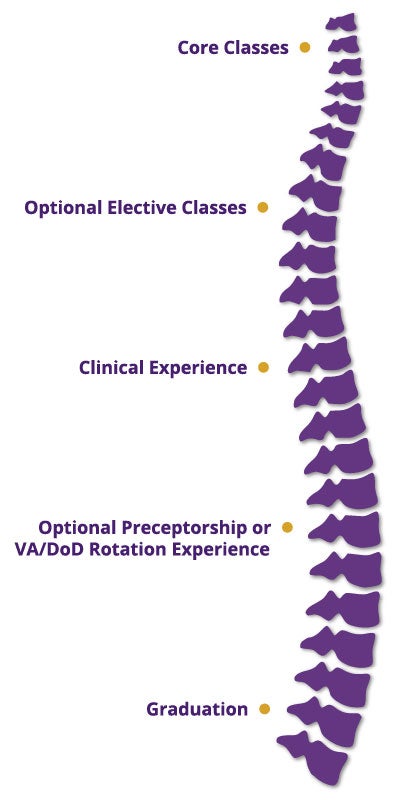 Spine graphic with bullet points curriculum step bullet points. 