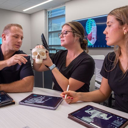 Students reviewing skull model.